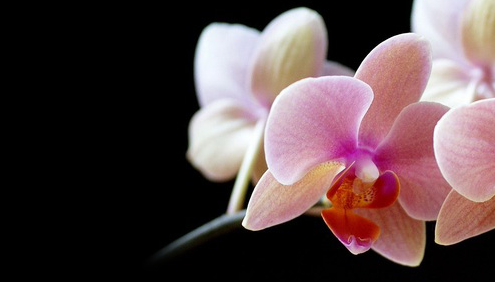 OrchidsonBlack